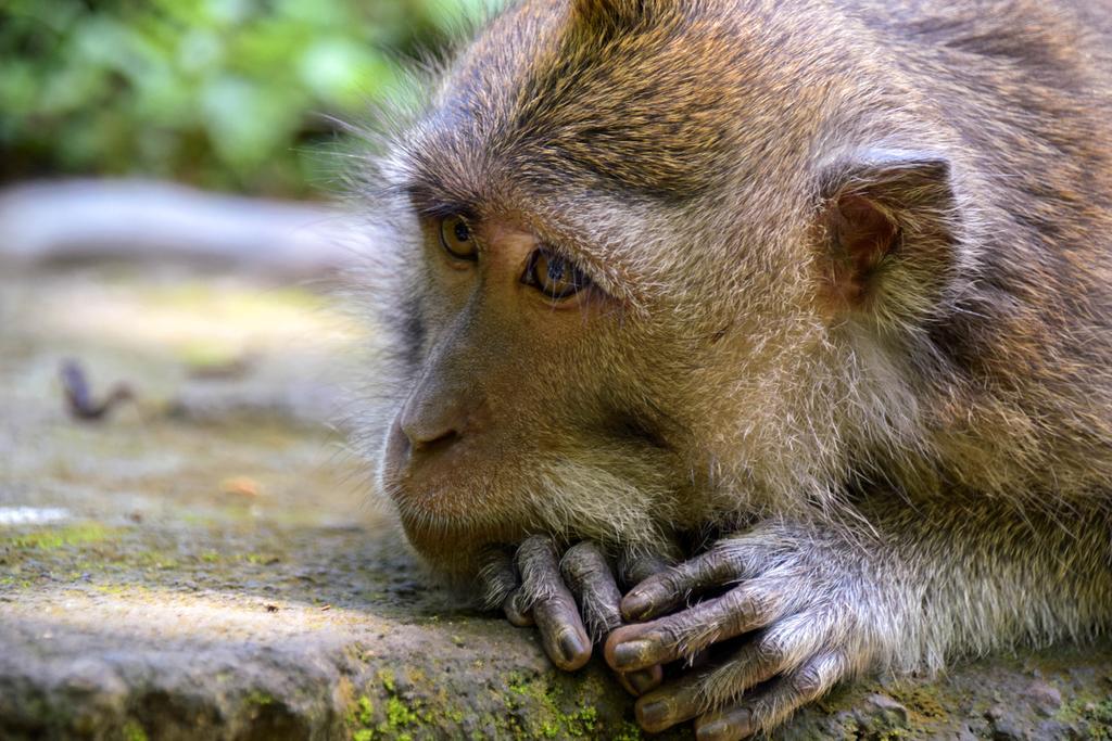 Rahayu Suites Monkey Forest Ubud Экстерьер фото